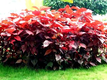 Red leaves on field