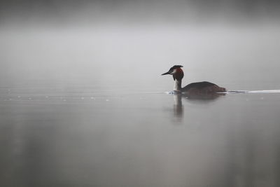 Duck swimming in a lake