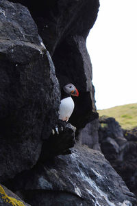 Close-up of bird perching on rock