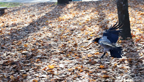 High angle view of bird flying over land