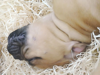High angle view of dog sleeping