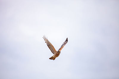 Pair of red shouldered hawk birds buteo lineatus near their nest in the crew corkscrew sanctuary 