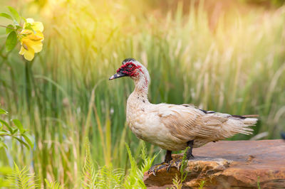 Close-up of bird on field