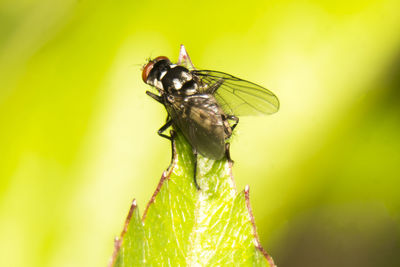 Close-up of insect on plant