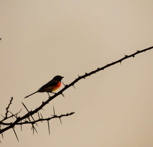 Low angle view of silhouette bird perching on branch against clear sky