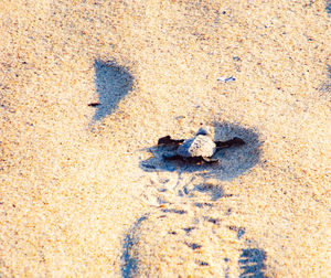 High angle view of sand on beach