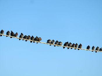 Low angle view of pigeons perching on cable against clear blue sky