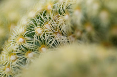 Close-up of cactus plant