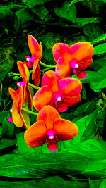 Close-up of flowers