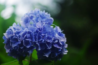 Close-up of purple flowering plant