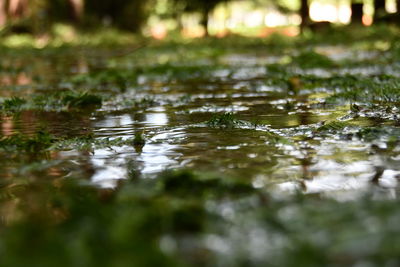 Close-up of water in lake