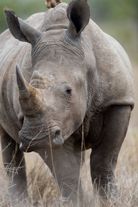 Close-up of elephant on field