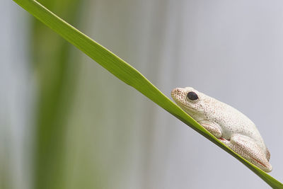 Close-up of frog on leaf