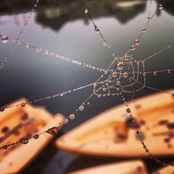 Close-up of water drops on spider web
