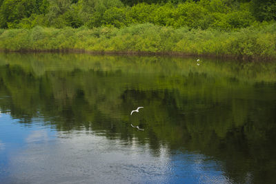 Bird flying over lake