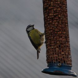 Close-up of bird perching on feeder