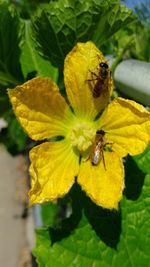 Close-up of honey bee on yellow flower