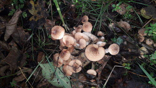 High angle view of mushrooms growing on field