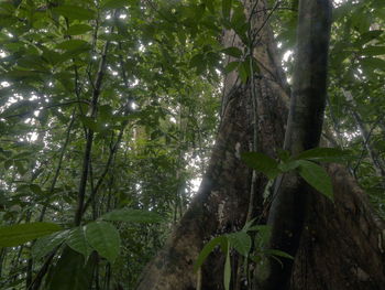 Low angle view of trees in forest