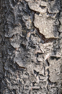 Full frame shot of tree trunk