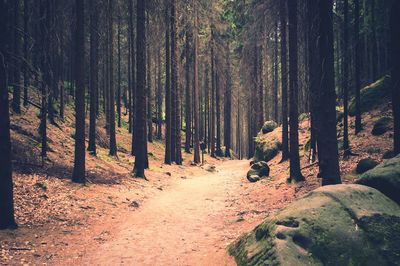 Trees in forest