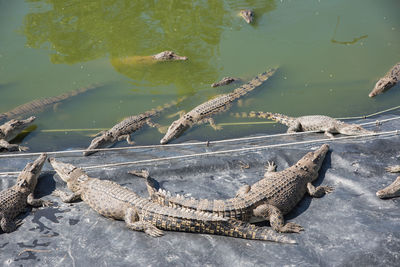 High angle view of ducks swimming in lake