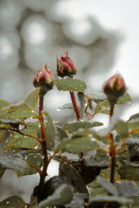 Close-up of flower buds growing outdoors