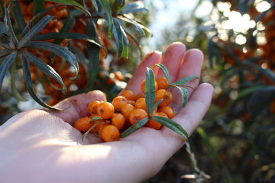 Close-up of hand holding fruit