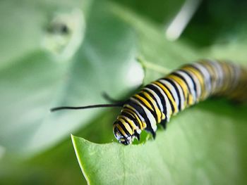 Close-up of insect on leaf