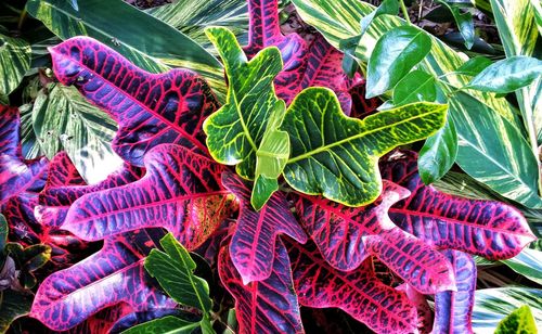 Close-up of leaves