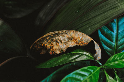 Close-up of butterfly on leaves