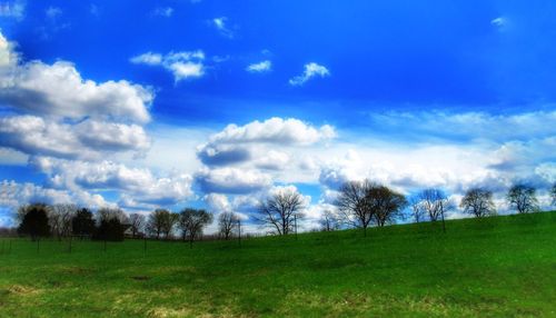 Trees on field against sky