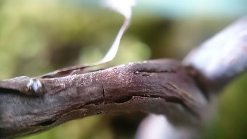 Close-up of hand feeding