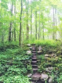 Trees in forest