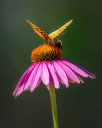 Close-up of butterfly on purple flower