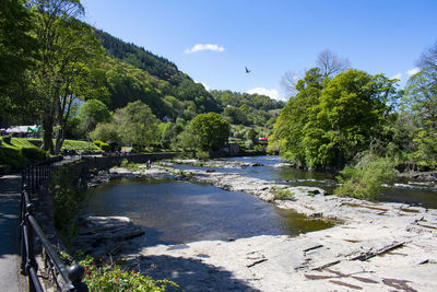 Scenic view of river in forest against sky