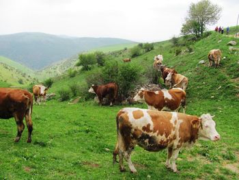 Cows grazing in field