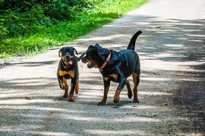 Dog standing on road