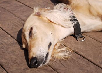 High angle view of dog sleeping on floor