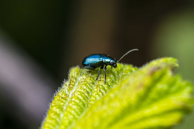 Close-up of a time metallic green jumping beetle on leaf
