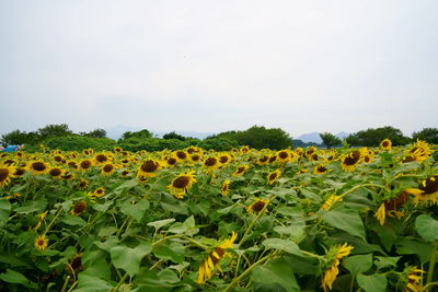 Close-up of yellow flowering plants on field against sky