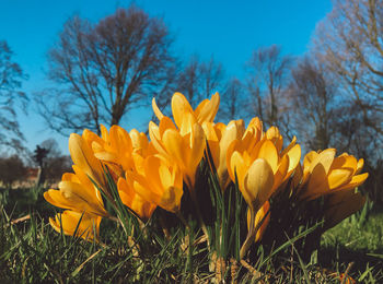 Close-up of yellow crocus blooming on field