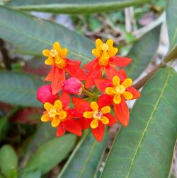 Close-up of flowers blooming outdoors