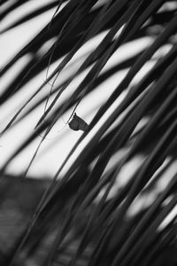 Close-up of insect on grass