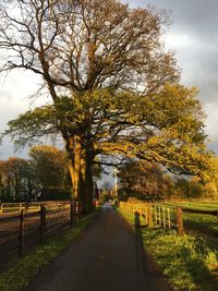 Road amidst trees against sky