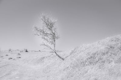 Bare tree on snow covered landscape