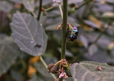 Close-up of insect on plant