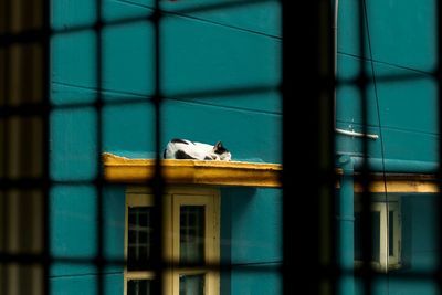 Cat sleeping on ledge of turquoise painted building seen through window