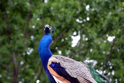 Low angle view of peacock against trees