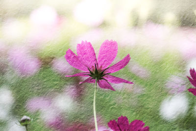 Close-up of pink flowers blooming outdoors